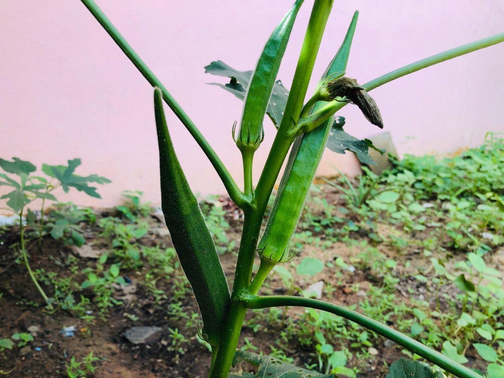 வெண்டைக்காய் செடி / Lady finger plant